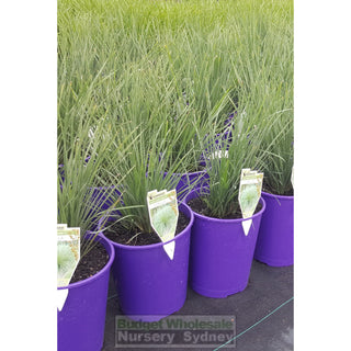 Lomandra Nyalla Large 200Mm Pots Default Type