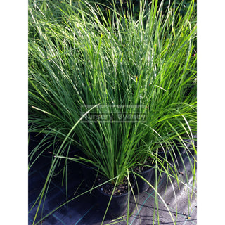 Lomandra Tanika 140Mm Pot - Australian Native Grass Default Type