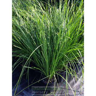 Lomandra Tanika 140Mm Pot - Australian Native Grass Default Type