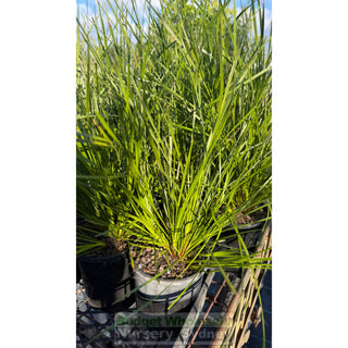 Lomandra Tanika 140mm Pot - Australian Native Grass - Default type