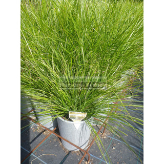 Lomandra Tanika Large 200Mm Pot Default Type