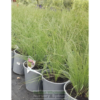Lomandra Wingarra 200Mm Pots Default Type