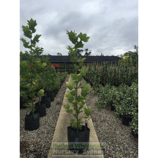 London Planetree 45L Platanus × Acerifolia Default Type