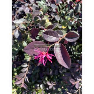 Loropetalum China Pink Chinense Rubrum 200Mm. Plants
