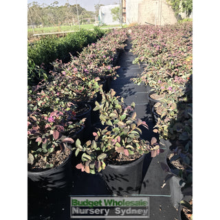 Loropetalum China Pink Chinense Rubrum 200Mm. Plants