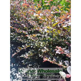 Loropetalum China Pink Chinense Rubrum 200Mm. Plants