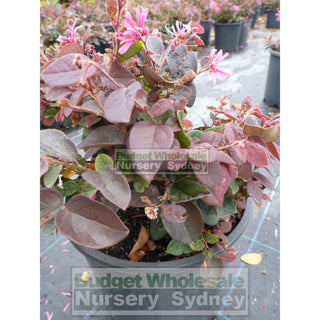 Loropetalum China Pink Chinense Rubrum 200Mm. Plants