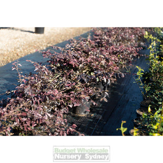Loropetalum China Pink Chinense Rubrum 200Mm. Plants