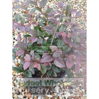 Loropetalum China Pink Chinense Rubrum 200Mm. Plants