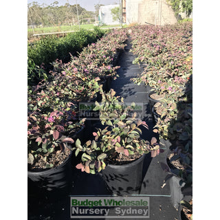 Loropetalum China Pink Chinense Rubrum 200Mm. Plants