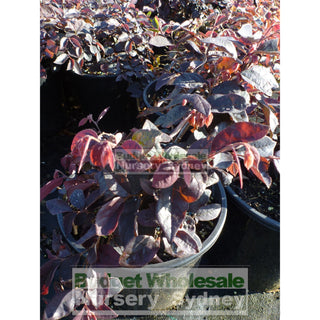 Loropetalum China Pink Chinense Rubrum 200Mm. Plants