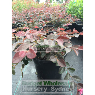 Loropetalum China Pink Chinense Rubrum 200Mm. Plants