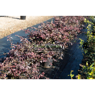 Loropetalum China Pink Chinense Rubrum 200Mm. Plants