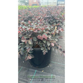 Loropetalum Plum Gorgeous 300Mm. Plants