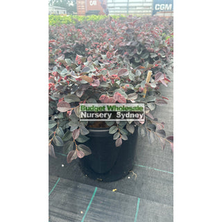 Loropetalum Plum Gorgeous 300Mm. Plants