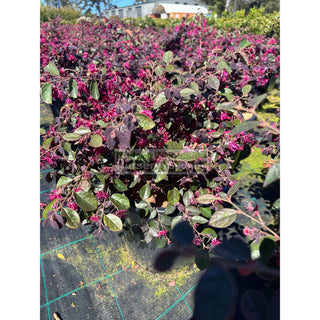 Loropetalum ’Plum Gorgeous’ 300mm Plants