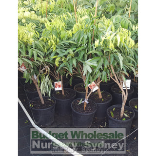 Lychee Plant Large 250Mm Pot Default Type