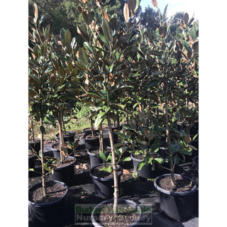Magnolia Grandiflora Exmouth 400Mm Pot / 45L Bag Default Type