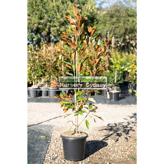 Magnolia Kay Parris 300Mm Pot / 25L Bag Plants