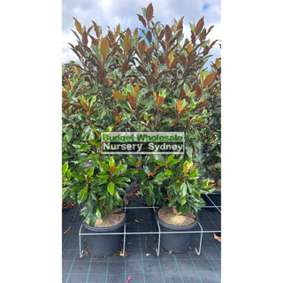 Magnolia Kay Parris 400Mm Pot / 45L Bag Plants