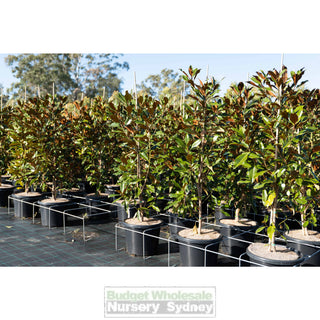 Magnolia Kay Parris 400Mm Pot / 45L Bag Plants