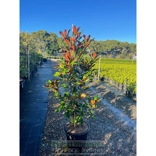 Magnolia Kay Parris 400Mm Pot / 45L Bag Plants