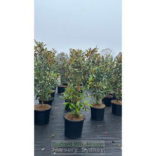Magnolia Kay Parris 500Mm Pot / 75L Bag Plants