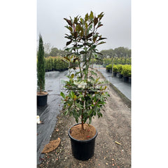 Magnolia Kay Parris 500Mm Pot / 75L Bag Plants