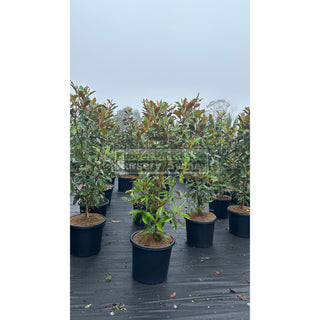 Magnolia Kay Parris 500Mm Pot / 75L Bag Plants