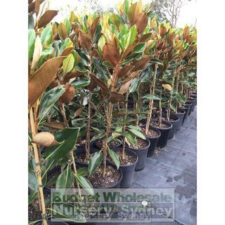 Magnolia Little Gem 200Mm Pots Default Type