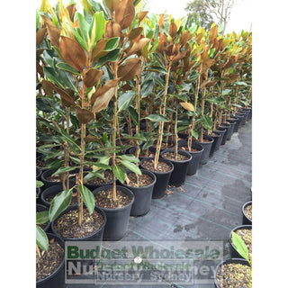 Magnolia Little Gem 200Mm Pots Default Type