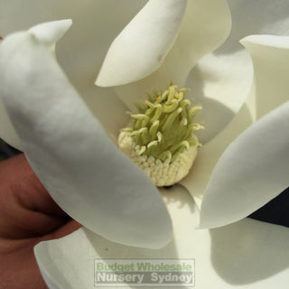 Magnolia Little Gem 200Mm Pots Default Type
