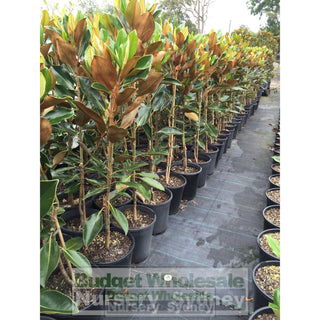 Magnolia Little Gem 200Mm Pots Default Type