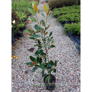 Magnolia Little Gem 200Mm Pots Default Type