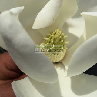 Magnolia Little Gem 200Mm Pots Default Type