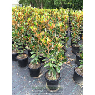 Magnolia Little Gem 300Mm Pot Plants