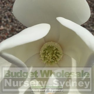 Magnolia Little Gem 300Mm Pot Plants