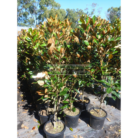 Magnolia Little Gem 300Mm Pot Plants