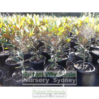 Magnolia Little Gem 300Mm Pot Plants