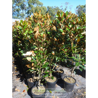 Magnolia Little Gem 300Mm Pot Plants
