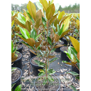 Magnolia Little Gem 300Mm Pot Plants