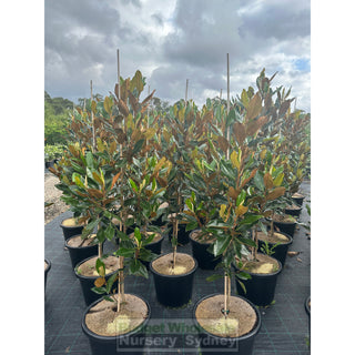 Magnolia Little Gem Large 400Mm/45Lt Pot Plants