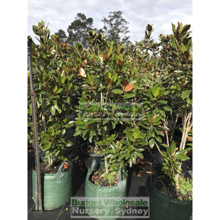 Magnolia Little Gem Large 400Mm/45Lt Pot Plants
