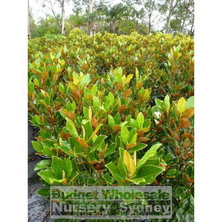 Magnolia Little Gem Large 400Mm/45Lt Pot Plants