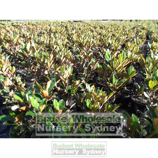 Magnolia Little Gem Large 400Mm/45Lt Pot Plants