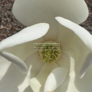 Magnolia Little Gem Large 400Mm/45Lt Pot Plants