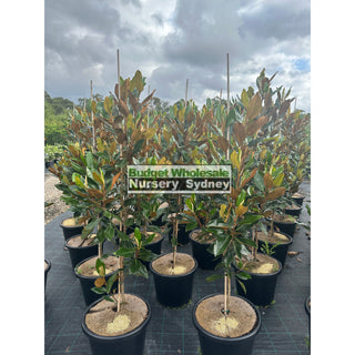 Magnolia Little Gem Large 400Mm/45Lt Pot Plants
