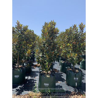 Copy Of Magnolia Little Gem Super Advanced 150L Pot/bag Plants