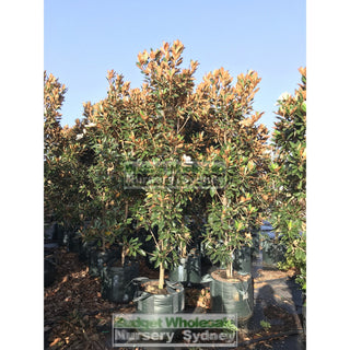 Magnolia Little Gem Xxxxlarge 100Lt Pot/bag Plants