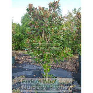 Magnolia Little Gem Xxxxlarge 100Lt Pot/bag Plants